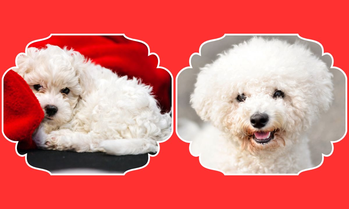 Bichon Poodle 