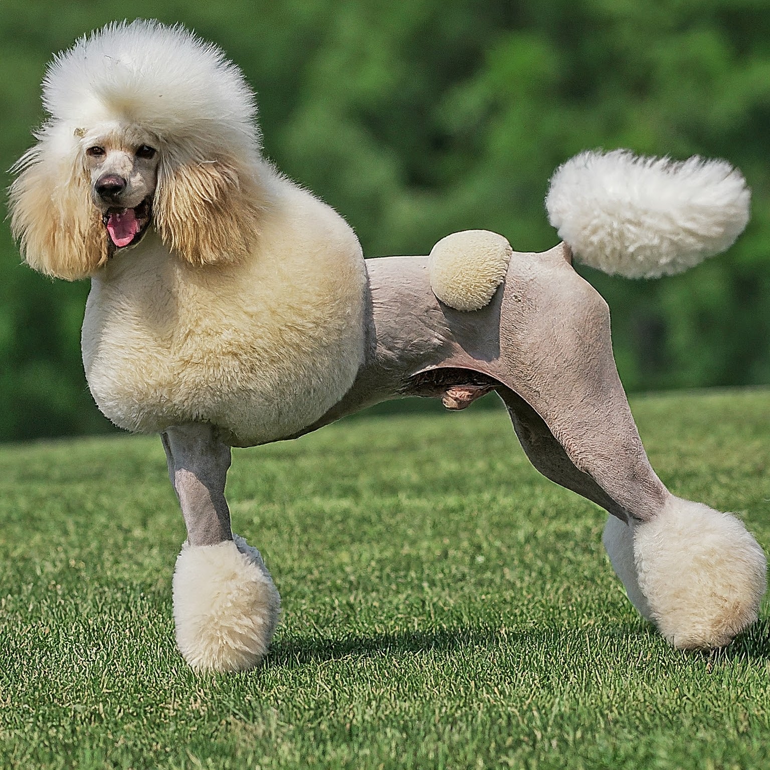 When do poodles stop growing?