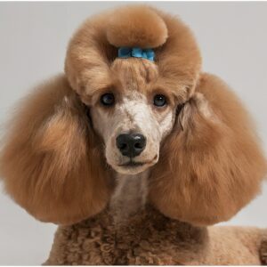 Poodle haircut