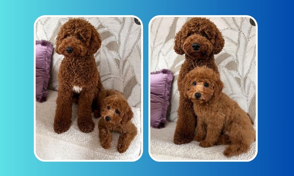 Moyen Poodle