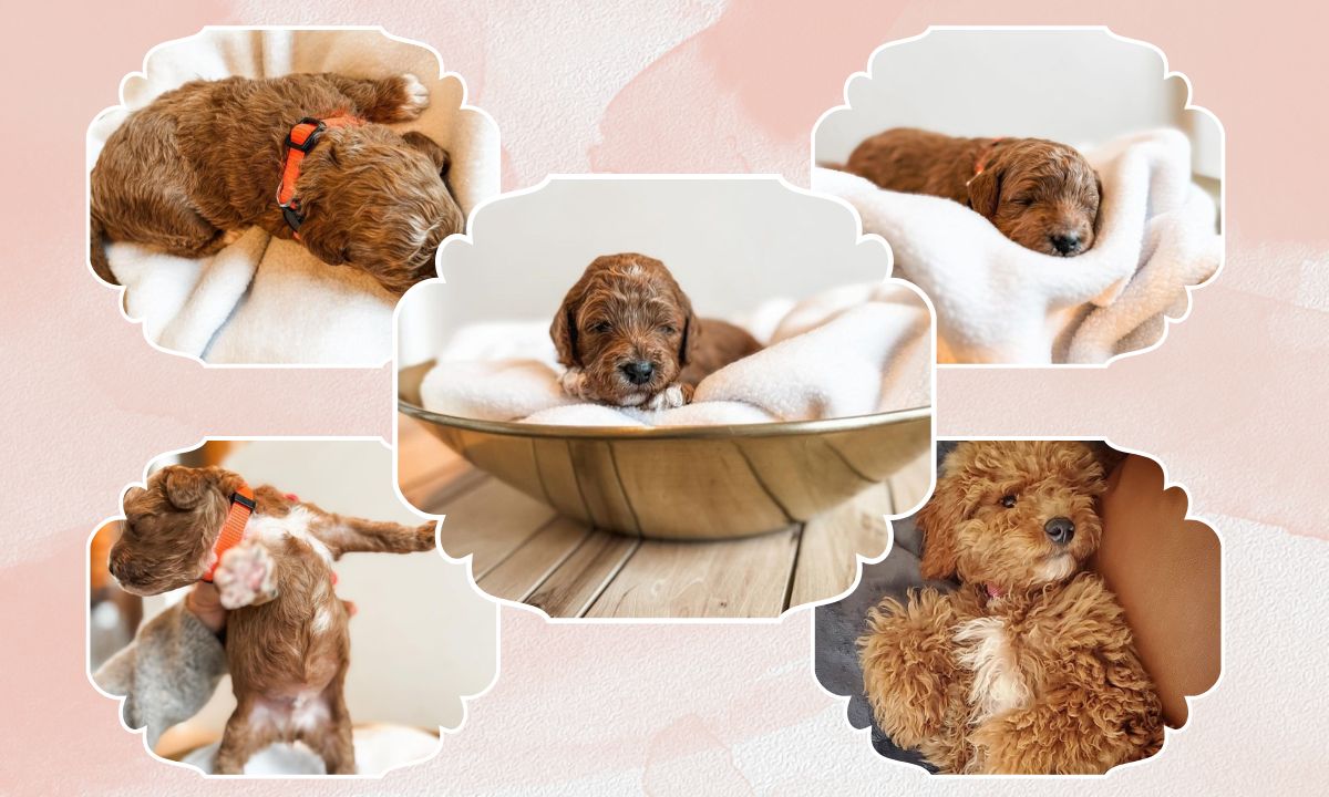 Moyen Poodle