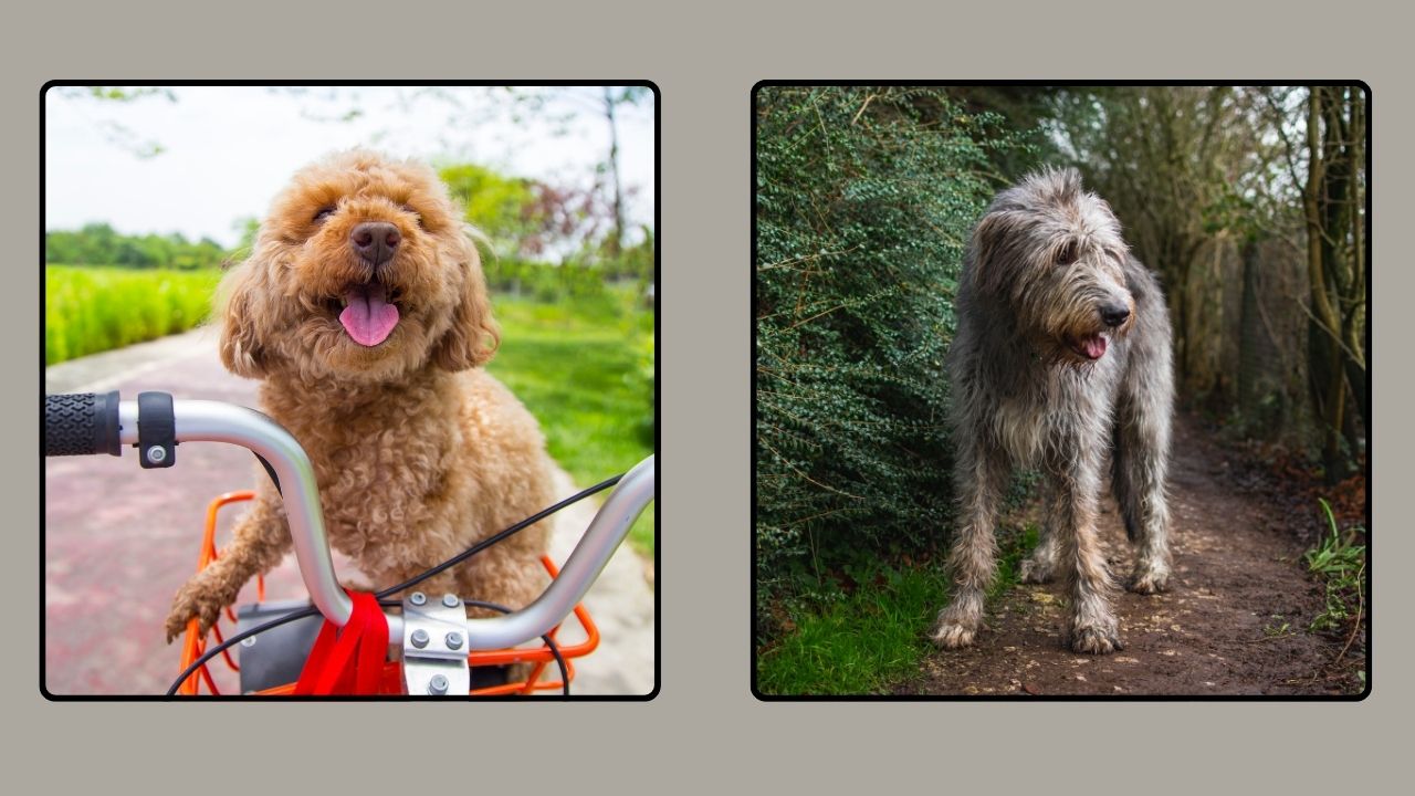 Irish Wolfhound Poodle Mix