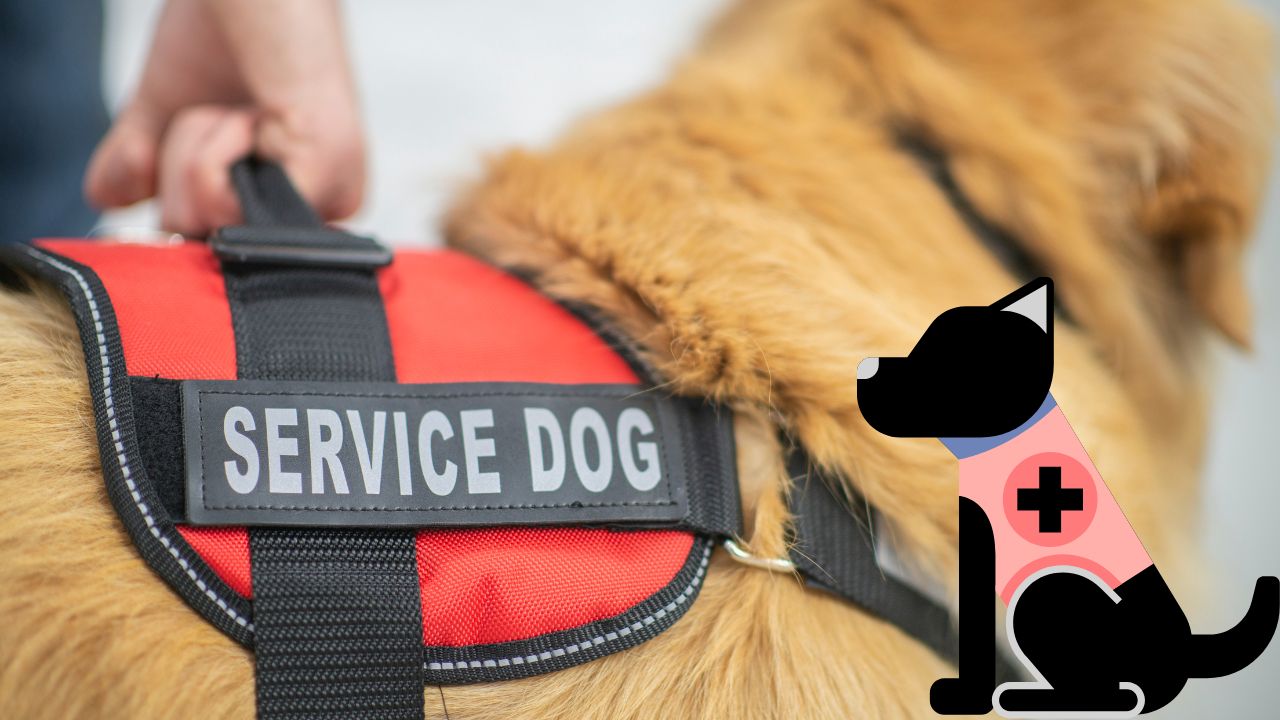 Can Poodles Be Service Dogs?