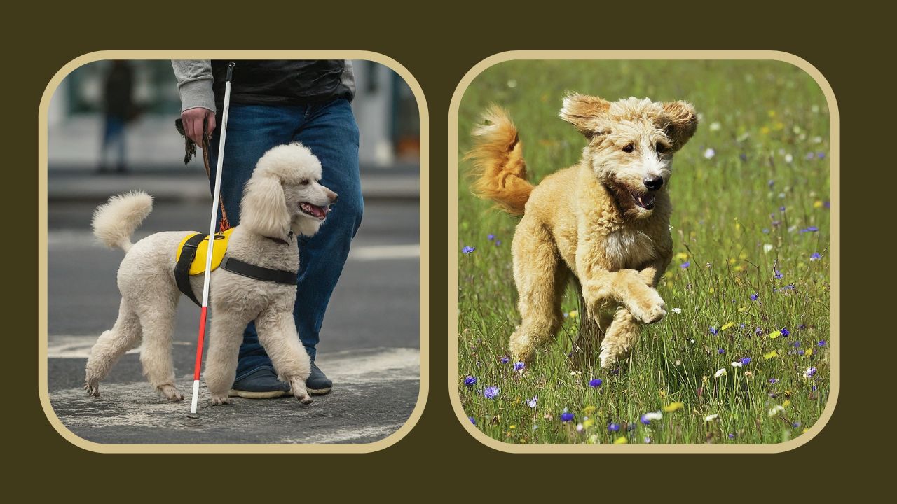 Do Poodles Have Tails?