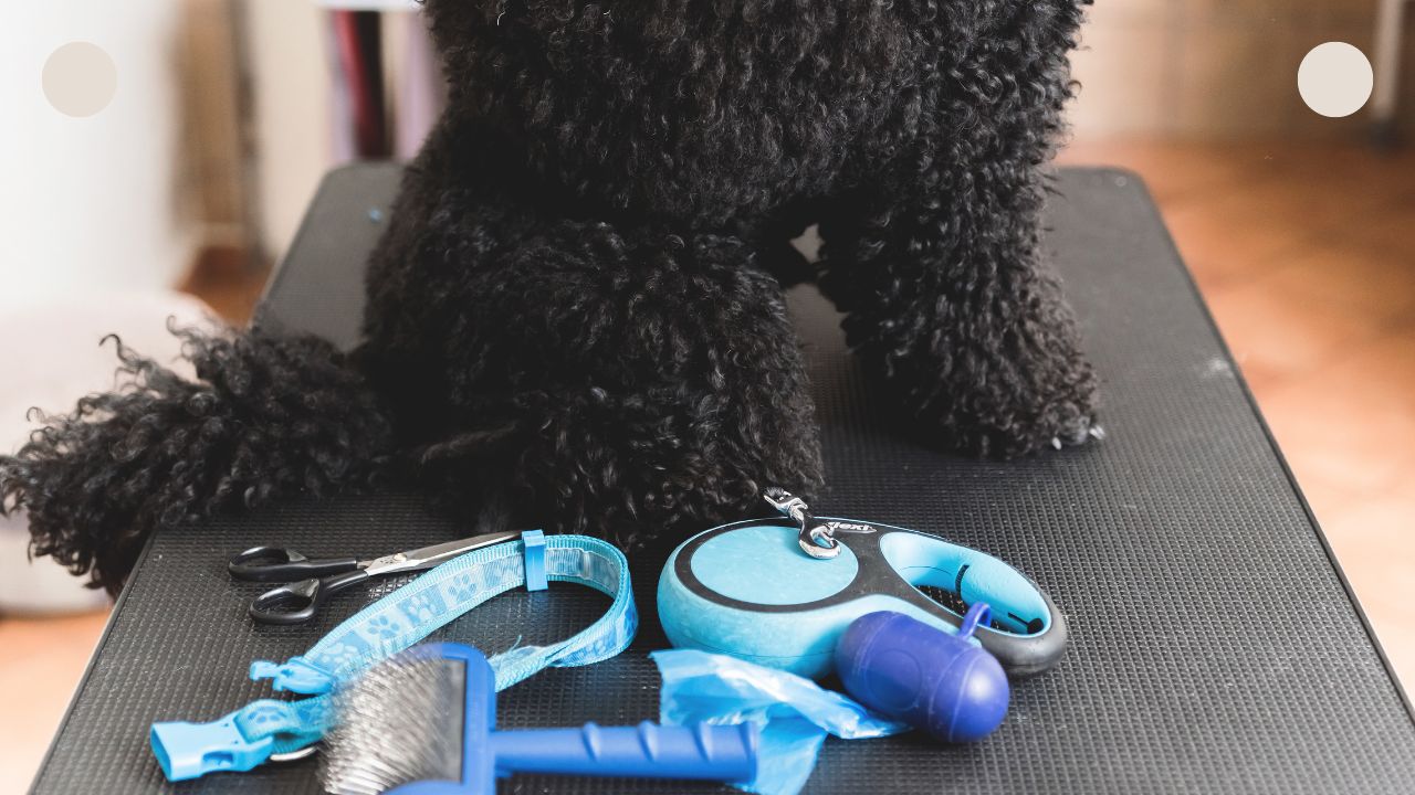 Do Poodles Have Tails?