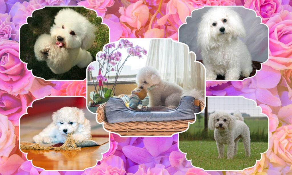 Bichon Poodle