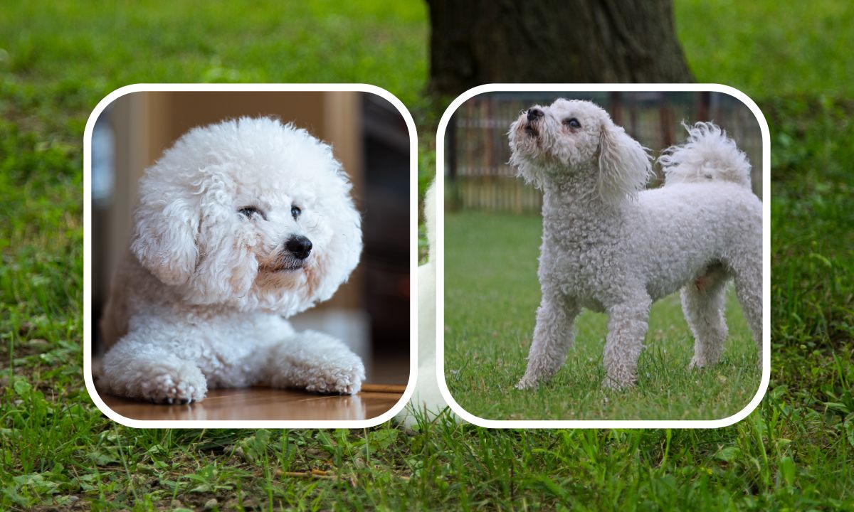 Bichon Poodle (6)