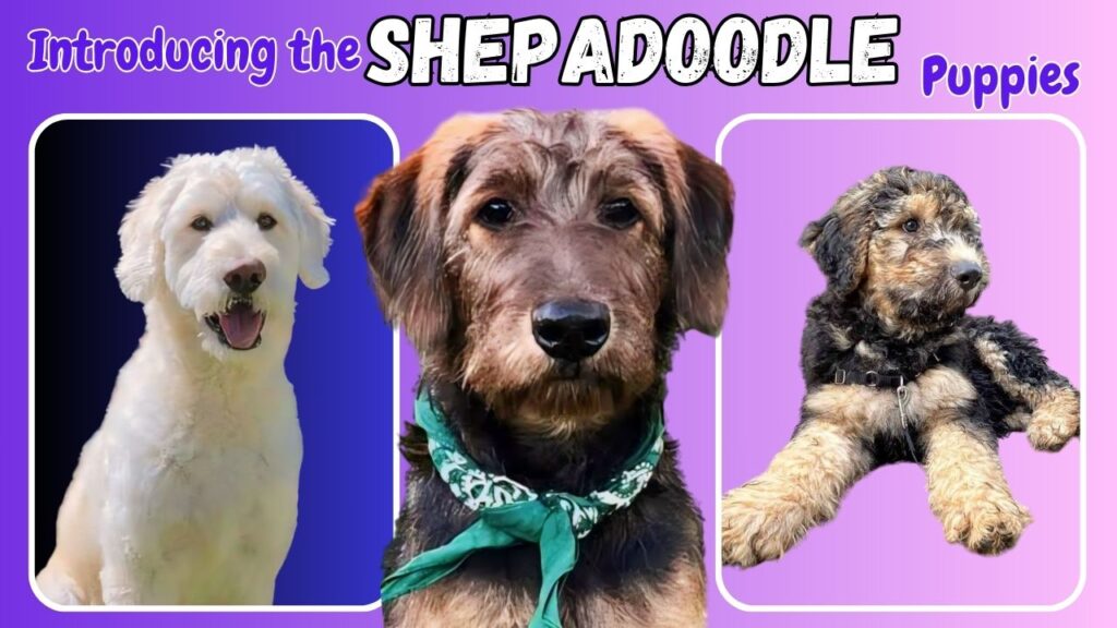 Introducing the German Shepherd Poodle Mix