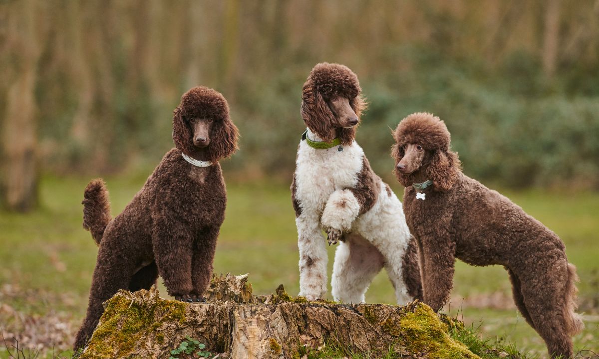 Poodle Sizes chart