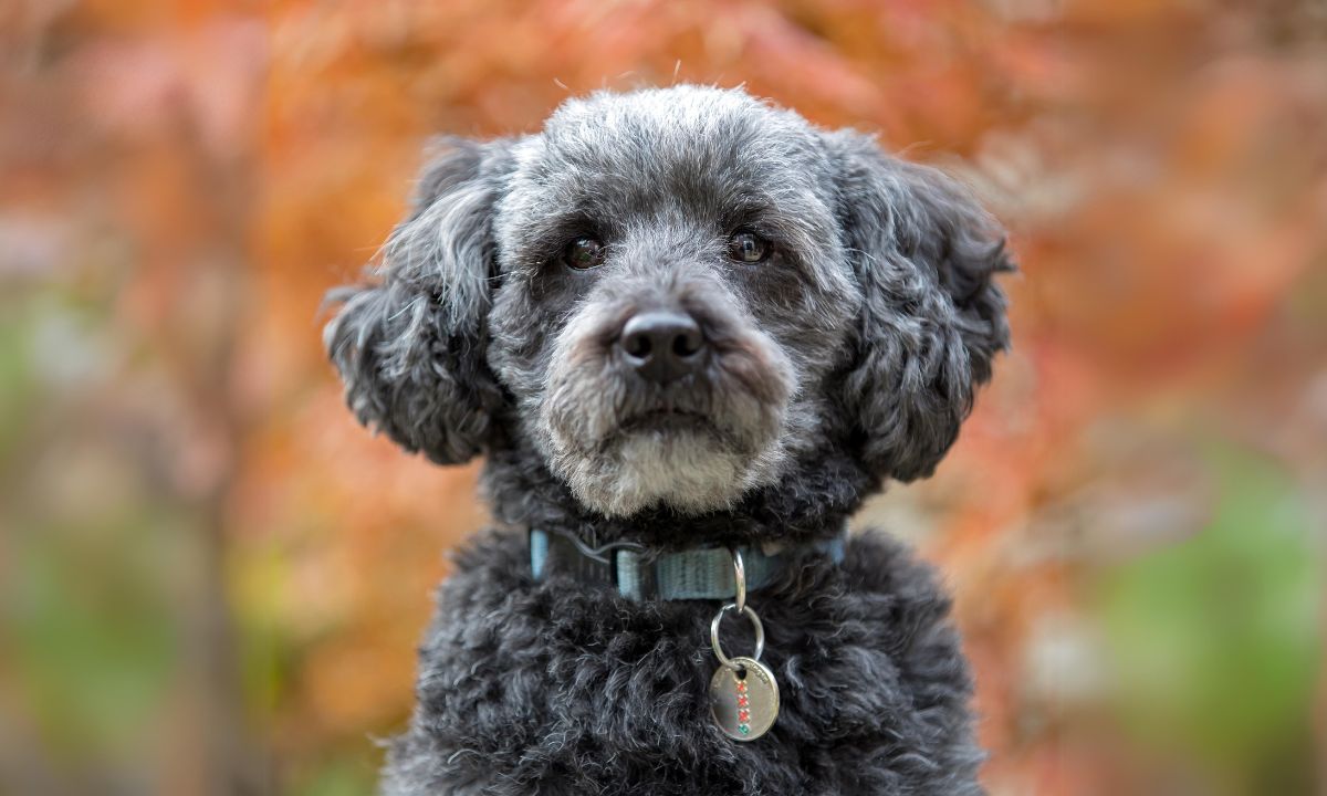 Poodle-Terrier mixes