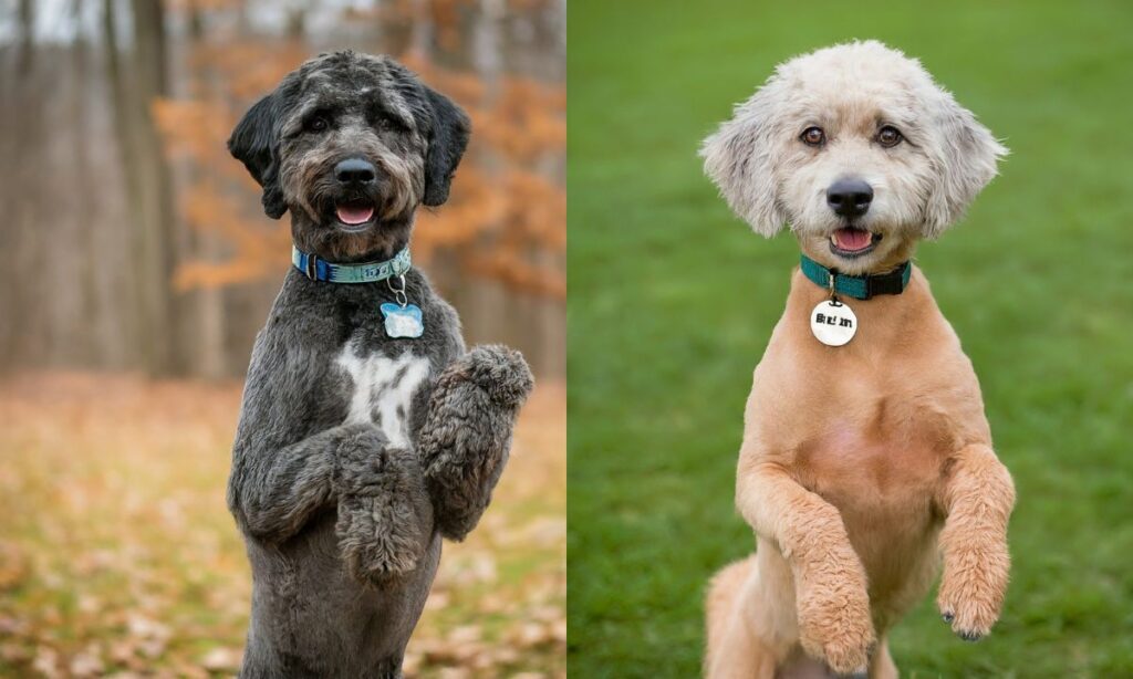 Great Dane Poodle Mix