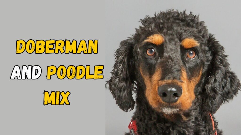 Doberman and Poodle Mix