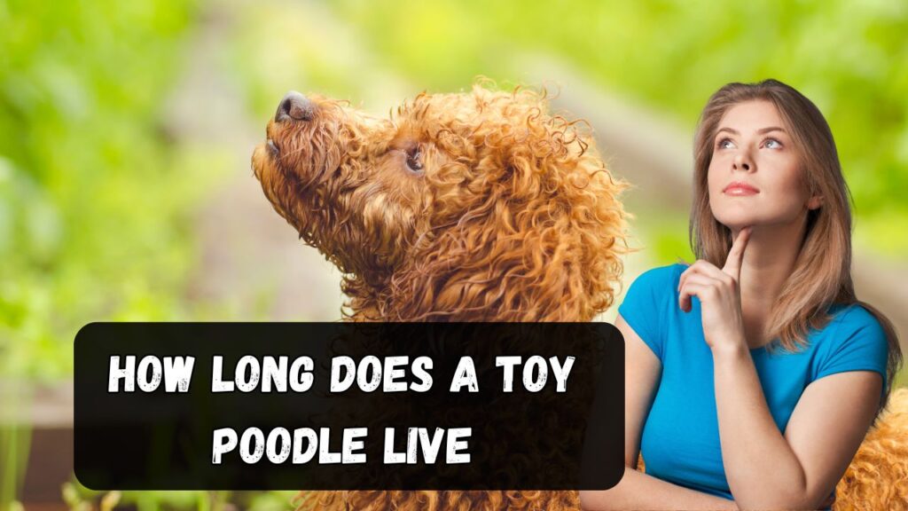 How Long Does a Toy Poodle Live