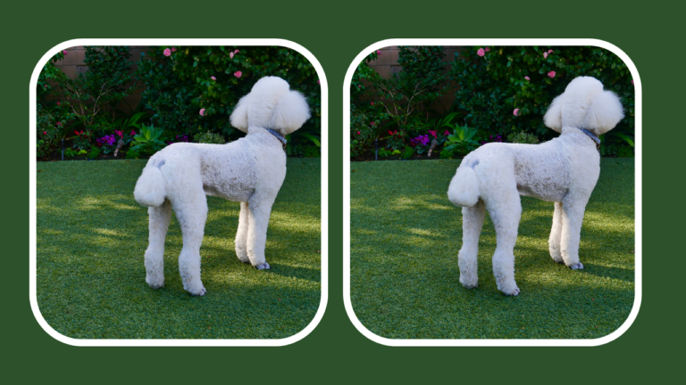 Do Poodles Have Tails