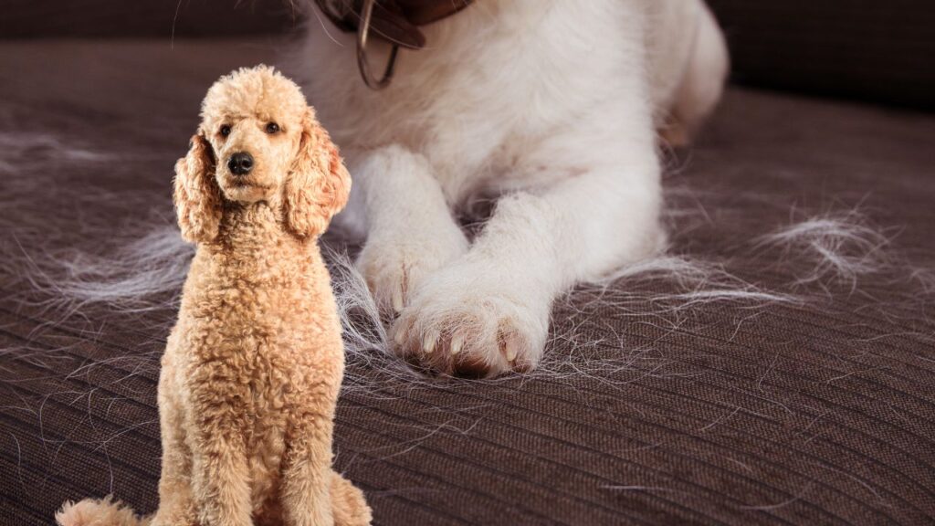 Do Standard Poodles Shed