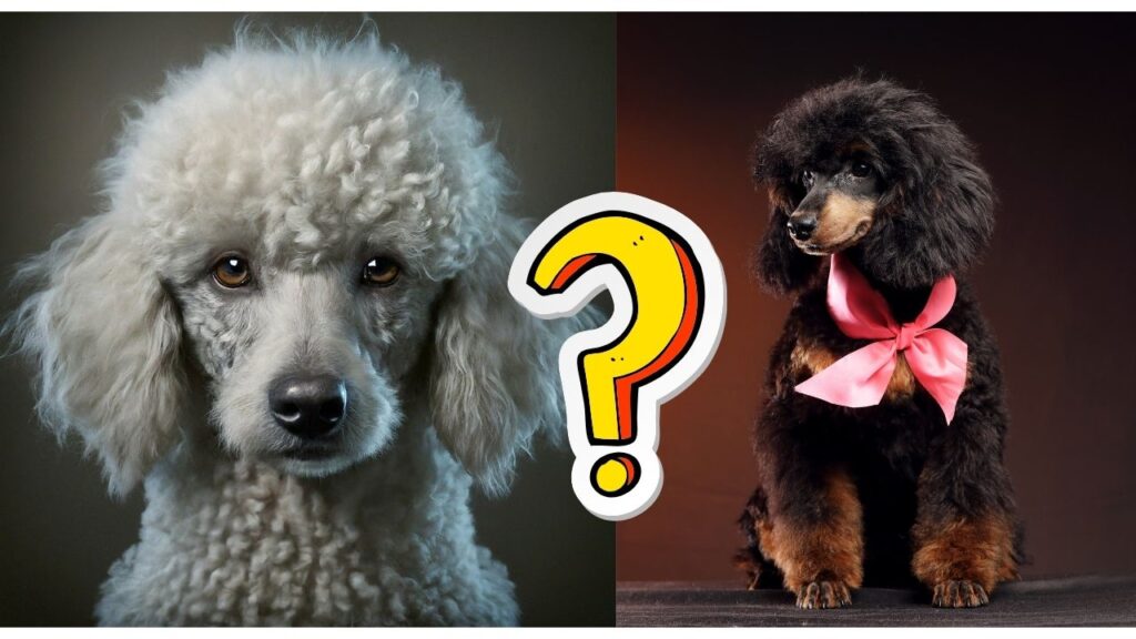 What is a Phantom Poodle