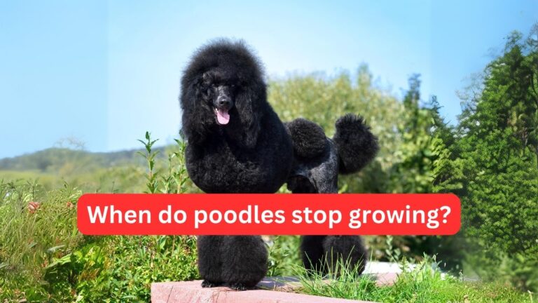 When do poodles stop growing?