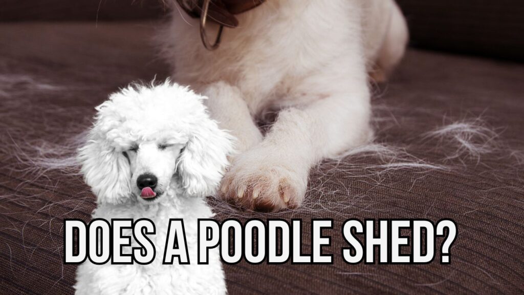 Does a Poodle Shed?