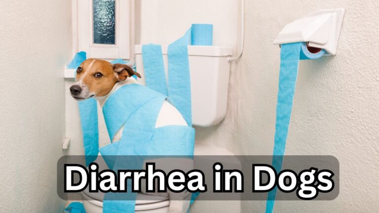 Diarrhea in Dogs