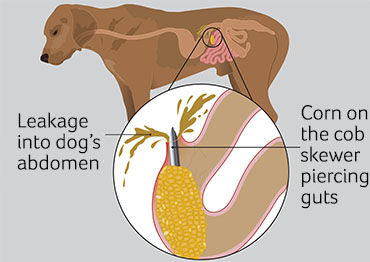 gut-puncture-small